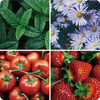 Inteligentna doniczka SMART GARDEN czarna z systemem nawadniania Spacetronik SPGC10